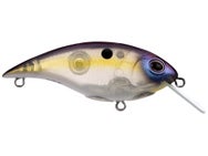Berkley Shallow Money Badger 5 Crankbait