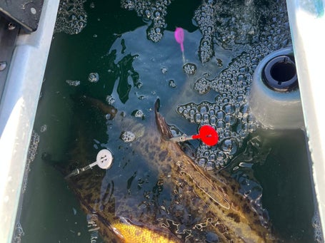 culling box good fish from bad AMBITIONJUMP Cull Tags for Bass Fishing, System with 6 Color-Coded Tags, No Puncture Style Tournament Bass Fishing Accessories : Sports & Outdoors thanks to low Accu-Cull E Con Tags Review