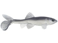 Little Creeper Trash Fish Just Shad Little Creeper Trash Fish Just Shad