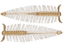 RAID Japan Peller 6pk