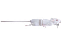 Savage Gear 3D Rat White R-200-WH