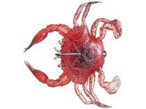 Savage Gear DuraTech RTF Crab - 1in - Crimson Crab