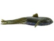 Savage Gear 3D Goby Tube