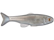 West Coast Baits Baby Roma Trout 6"