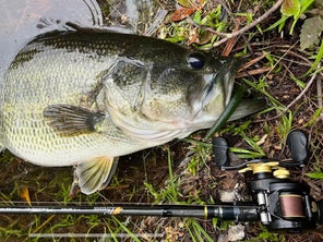 A 7.9 pound largemouth laying next to the Bates OG reel mounted on a rod