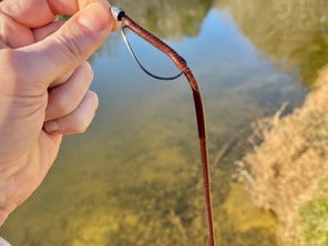 A Texas-rigged Bow Worm Noodle with a pond in the background