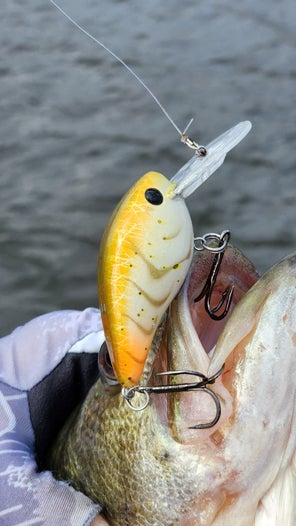 A Strike King Gravel Dawg crankbait with both trebles hooked into the mouth of a largemouth bass.