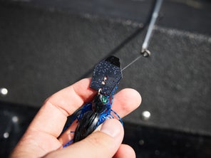 Angler holding Z-Man Evo Chatterbait