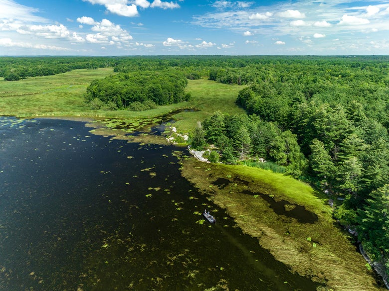 Bird's eye view of a vegetation line