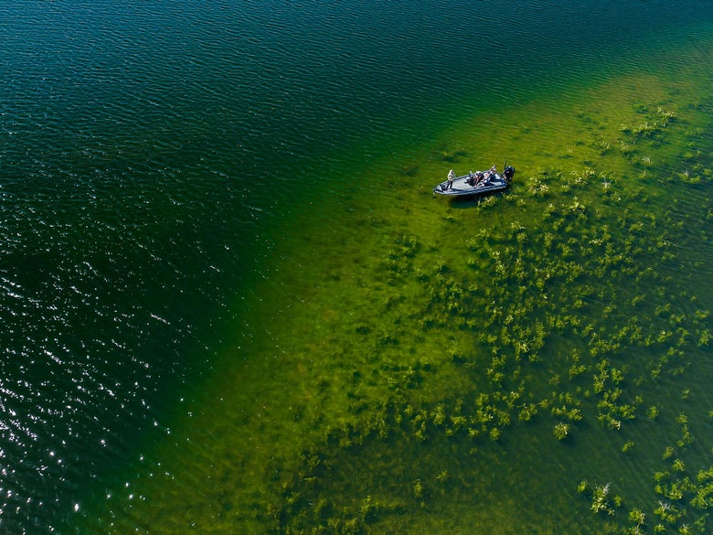 Bird's eye view of a weedline