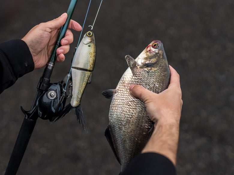 A forage matching glidebait nect to a hitch 