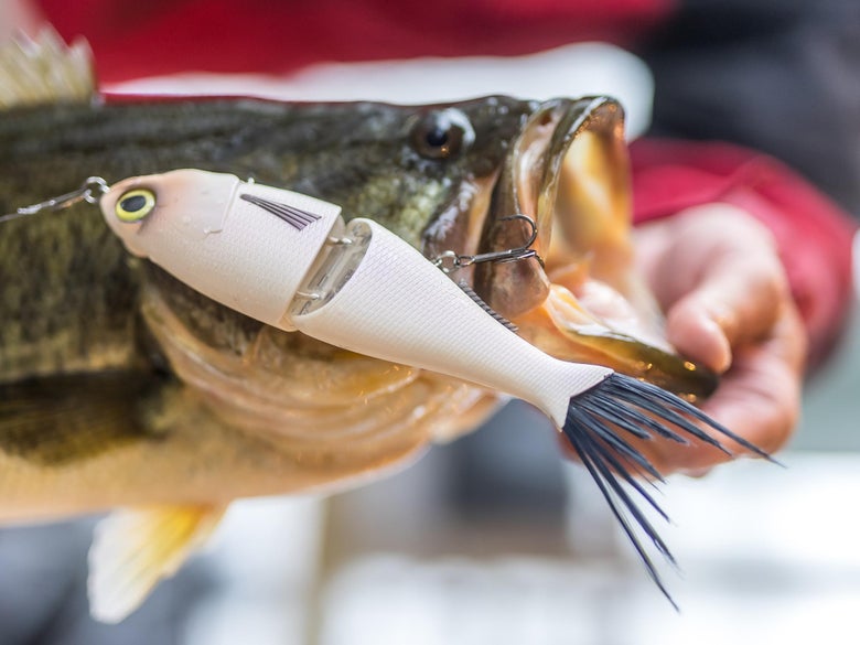A bucketmouth on the glide bait