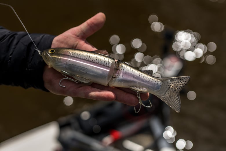 Angler holding a glide bait