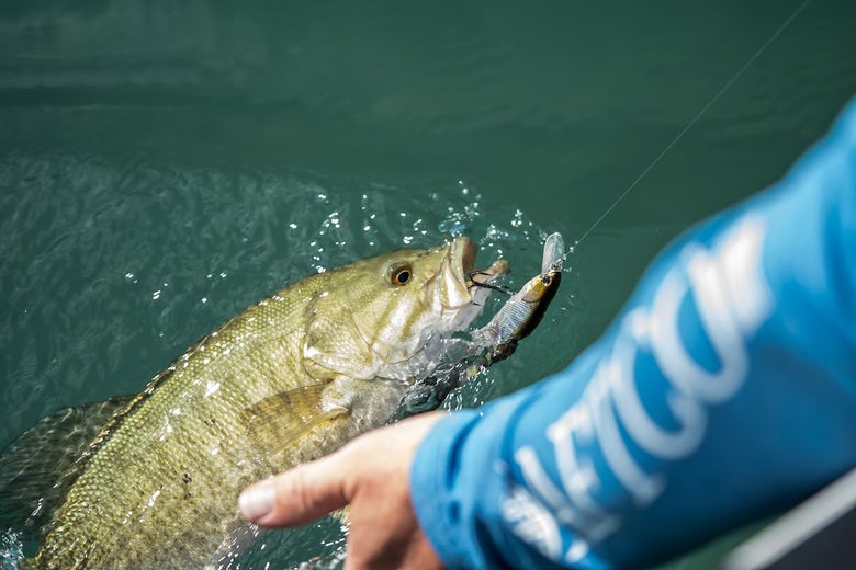 smallmouth with jerkbait in mouth