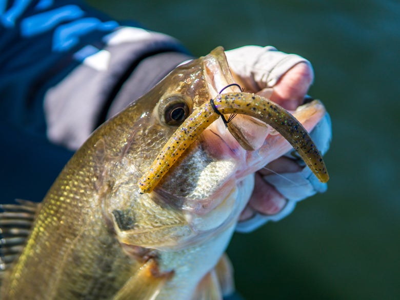 Largemouth Bass with a Neko Rig in its Mouth