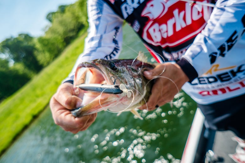 Angler holding a largemouth bass caught on a propbait.