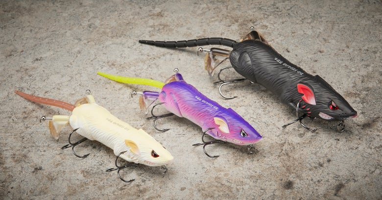 Popular Rat Colors Displayed