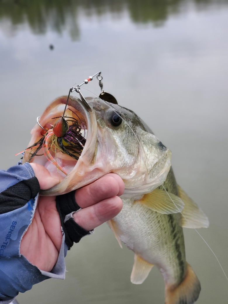 spinnerbait in bass's mouth