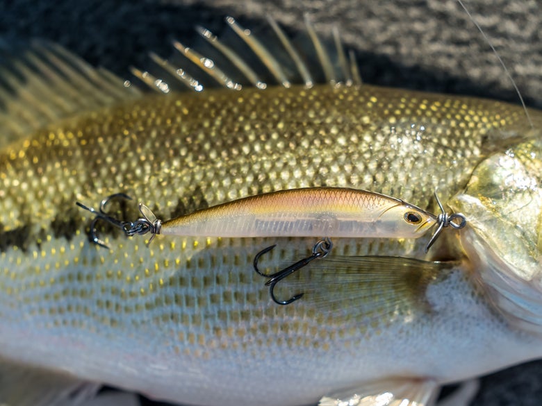 Image of a spybait laying on top of a large spotted bass.