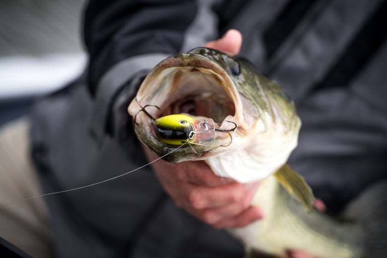 Largemouth Squarebill Catch