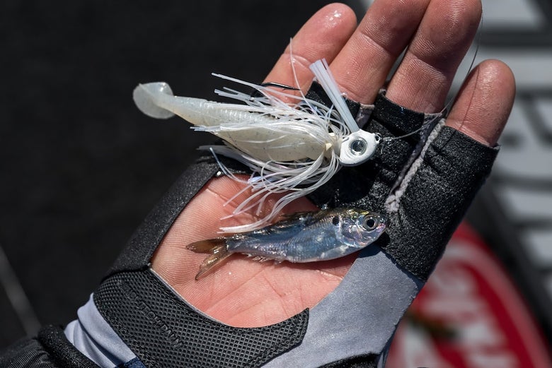 Shad in hand compared to swim jig