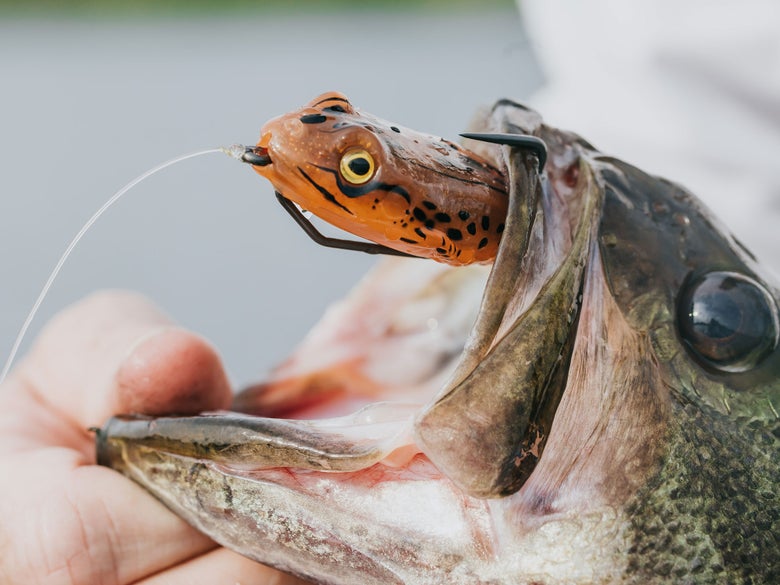 Toads bass release