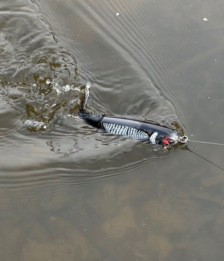 topwater plopper in action in the water