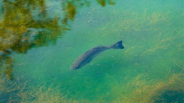 Largemouth Bass Spawning on Bed