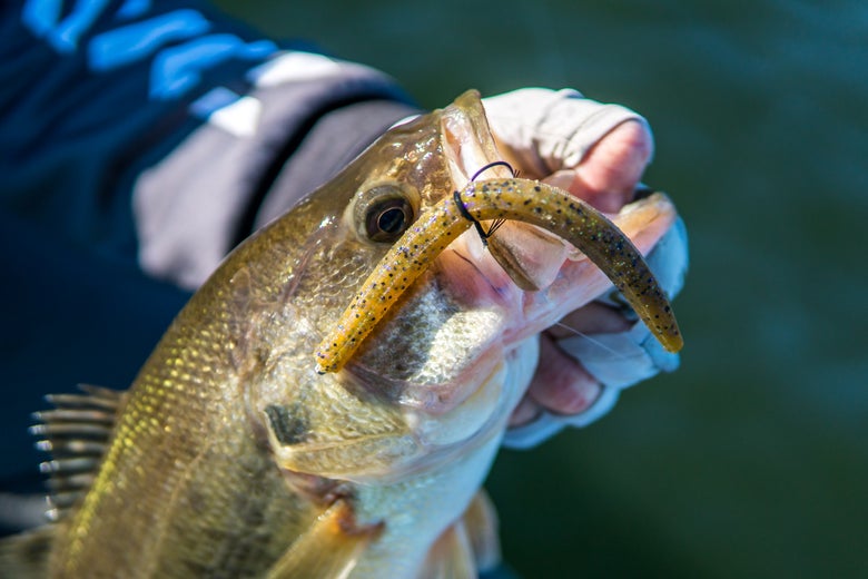 Largemouth bass caught on a Neko-rigged soft stickbait