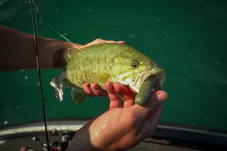 Stupid Tube Smallmouth Bass