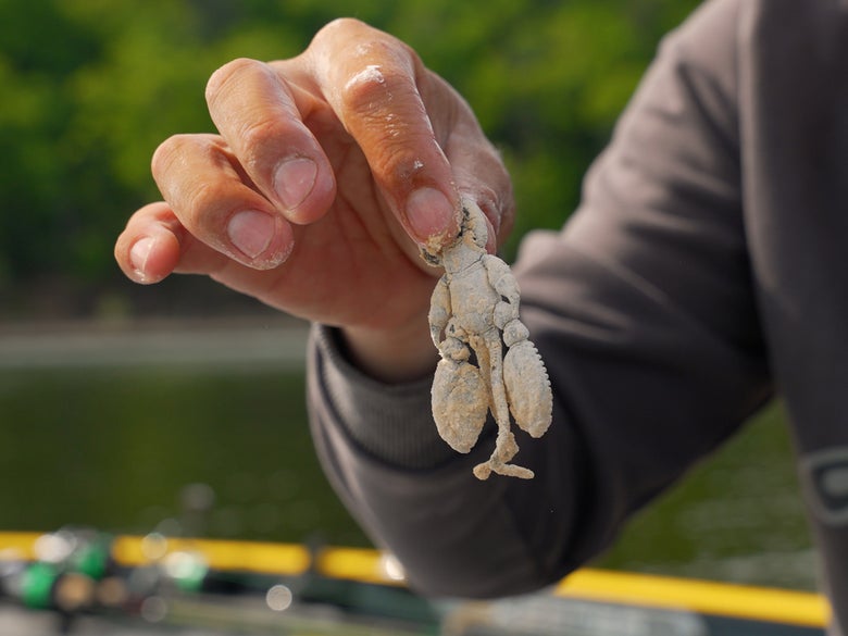 Image of scented soft plastics with Nories Bite Liquid and Bite Powder