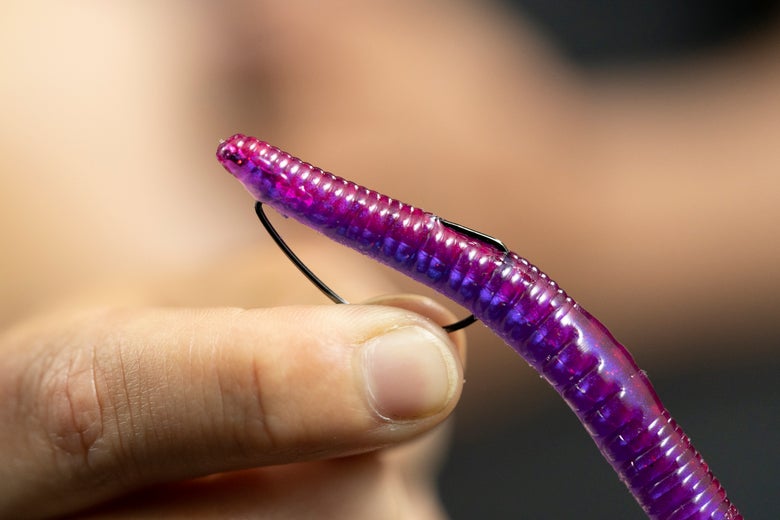 Ned Rigged worm