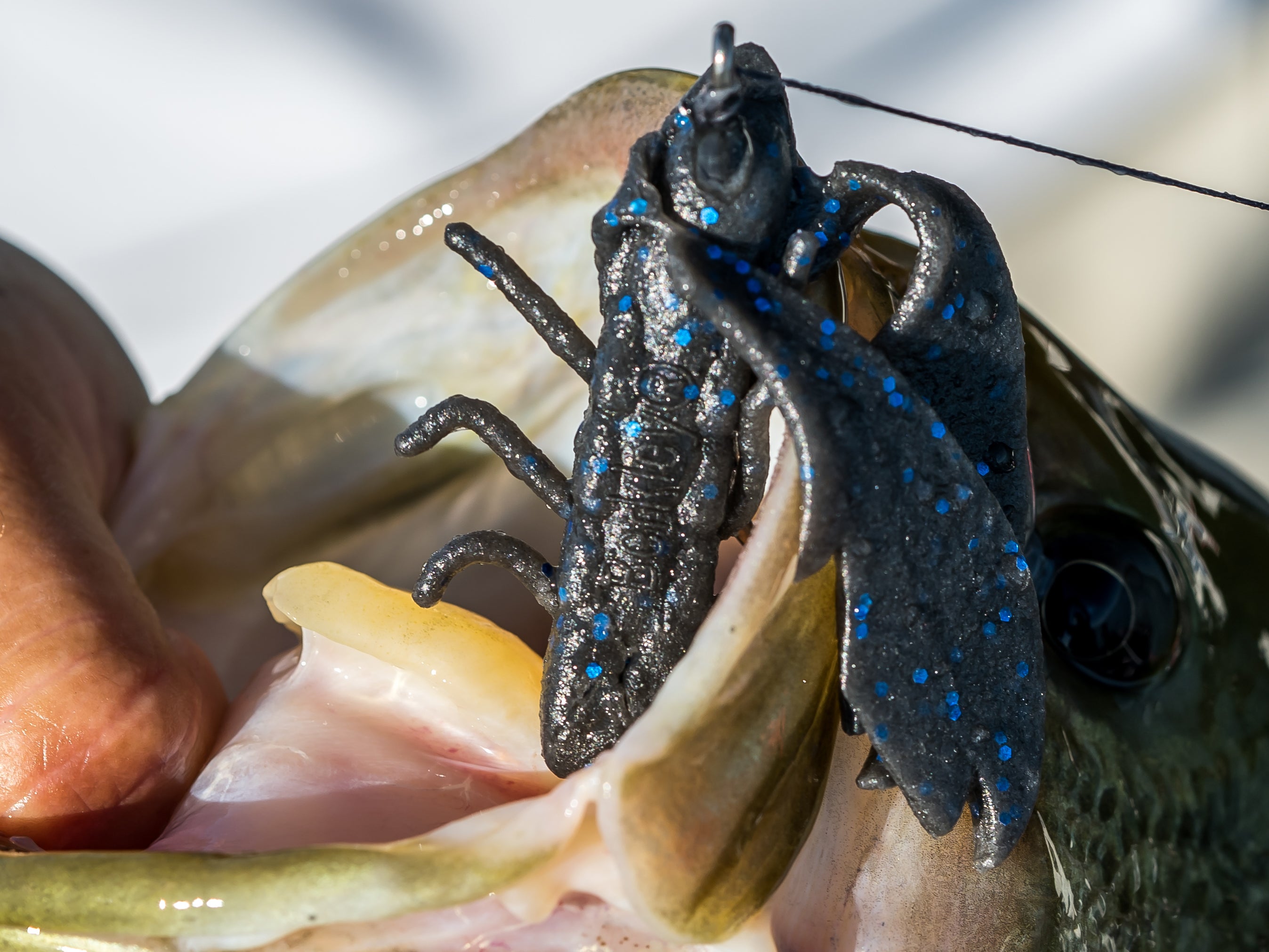 Bass caught with a black n blue soft bait