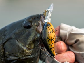 A craw-colored Evergreen Wild Hunch 5 crankbait in the mouth of a smallmouth bass.